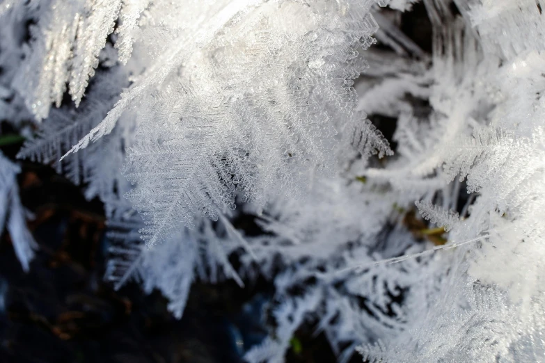 white frosted nches on a tree in the afternoon