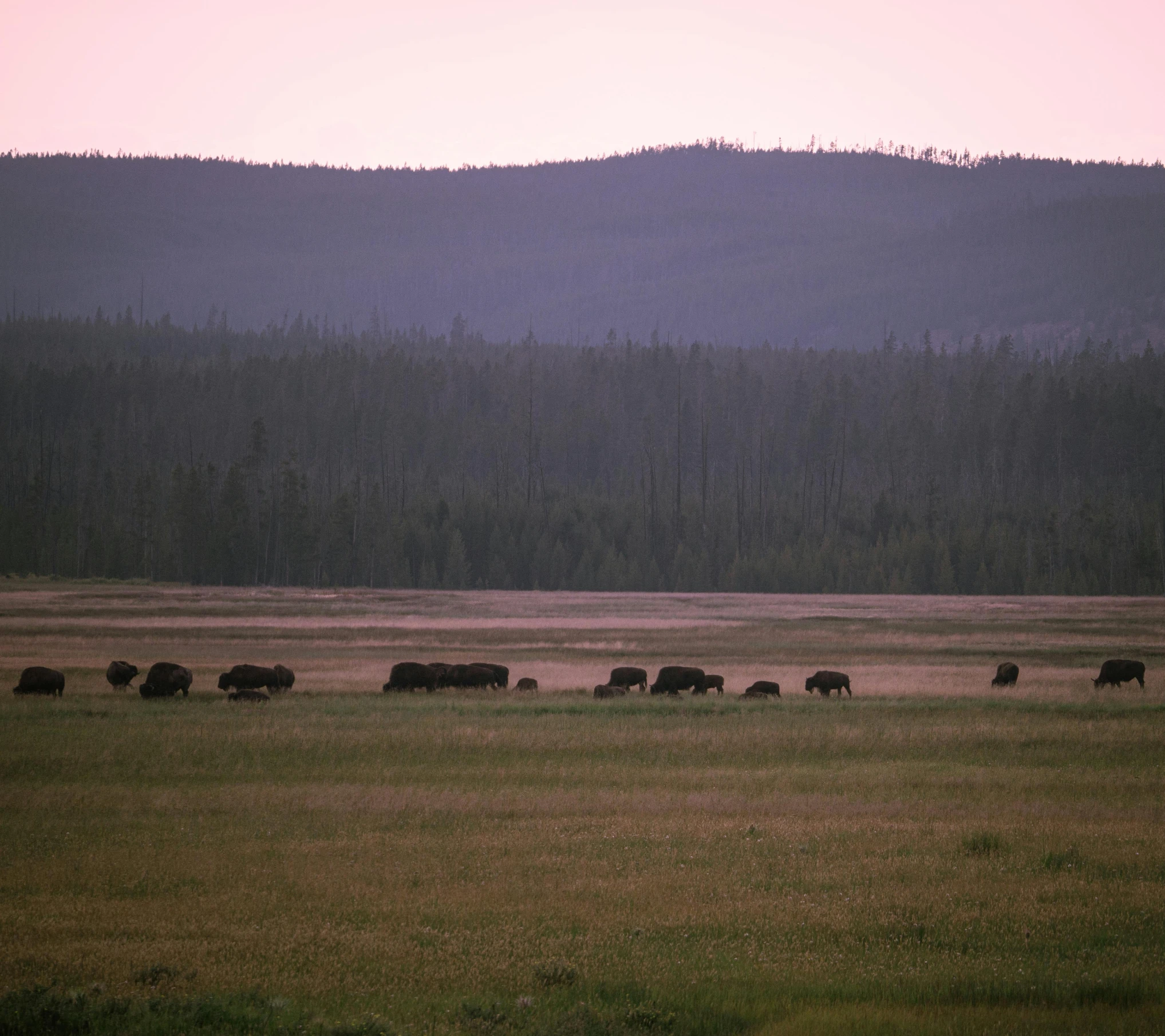 a group of animals standing in a large field