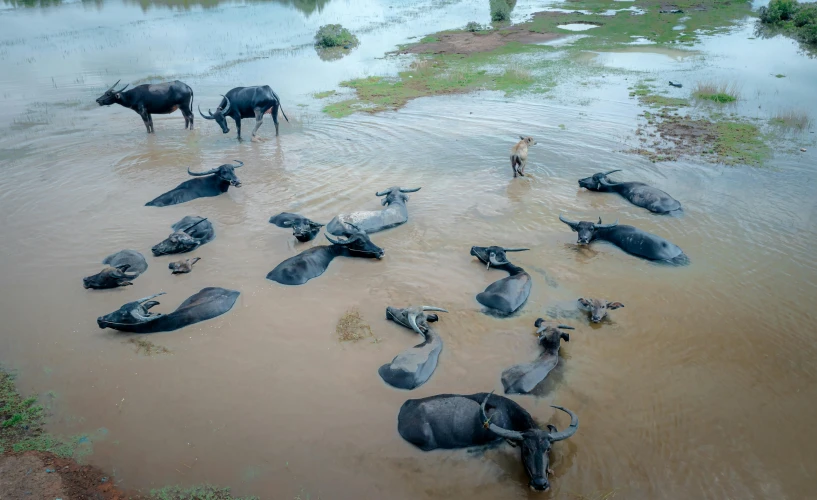 a herd of cows are standing in the water