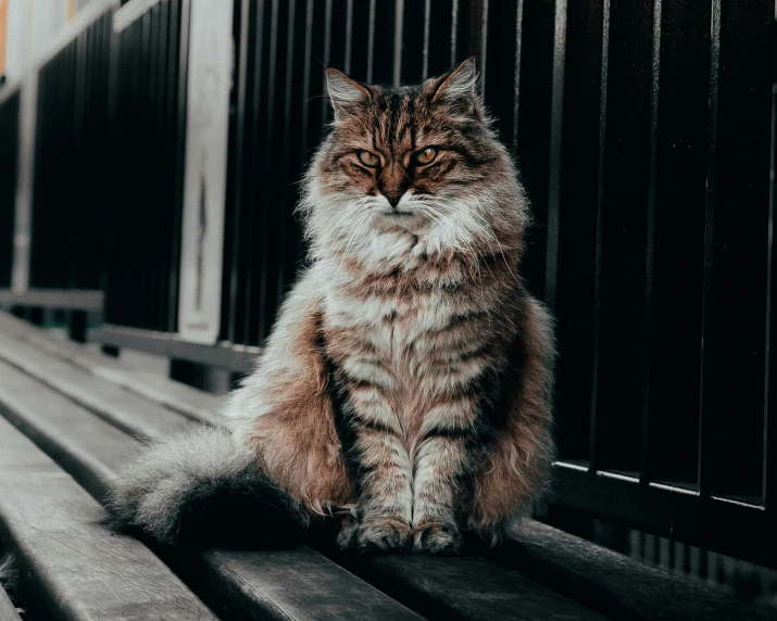 a fluffy cat sitting on top of a bench