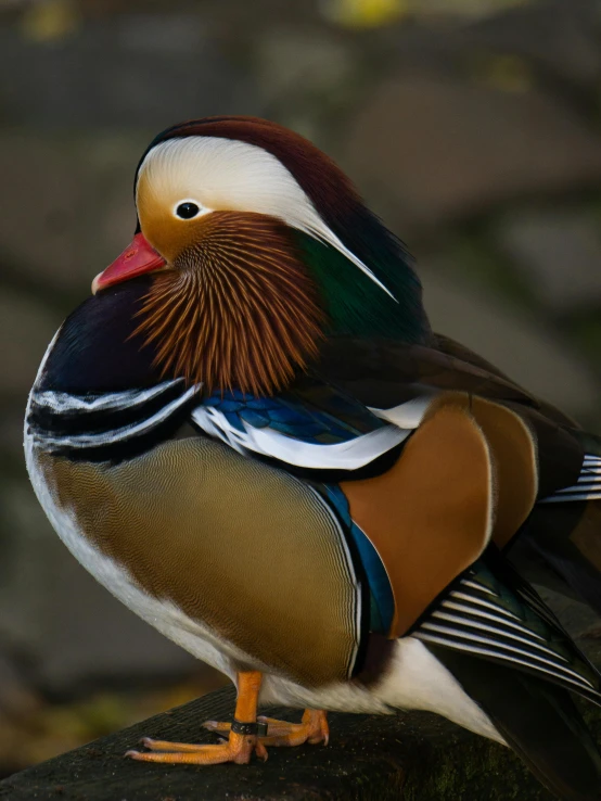 a brown black white and orange bird and some rocks