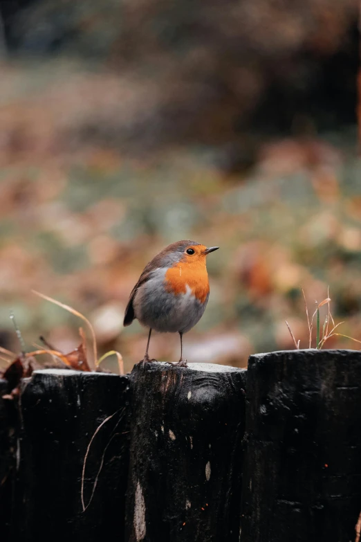 a red ed bird stands on a wooden fence