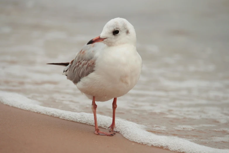 a small bird standing in the sand on the beach