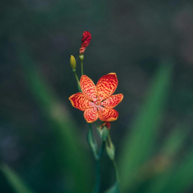 an orange flower is in full bloom outside