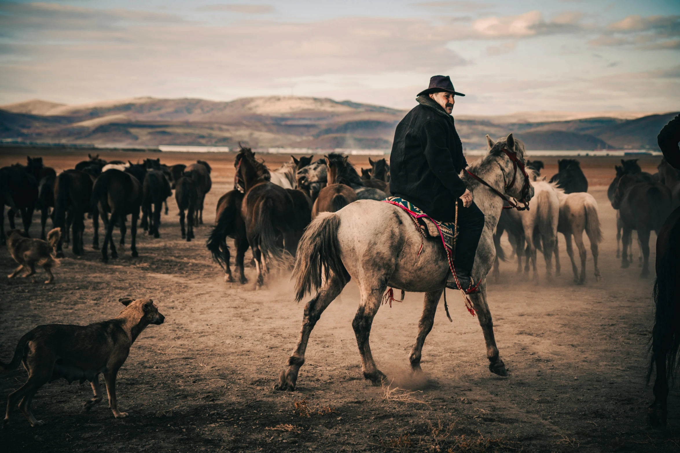 a cowboy is riding his horse in front of some horses