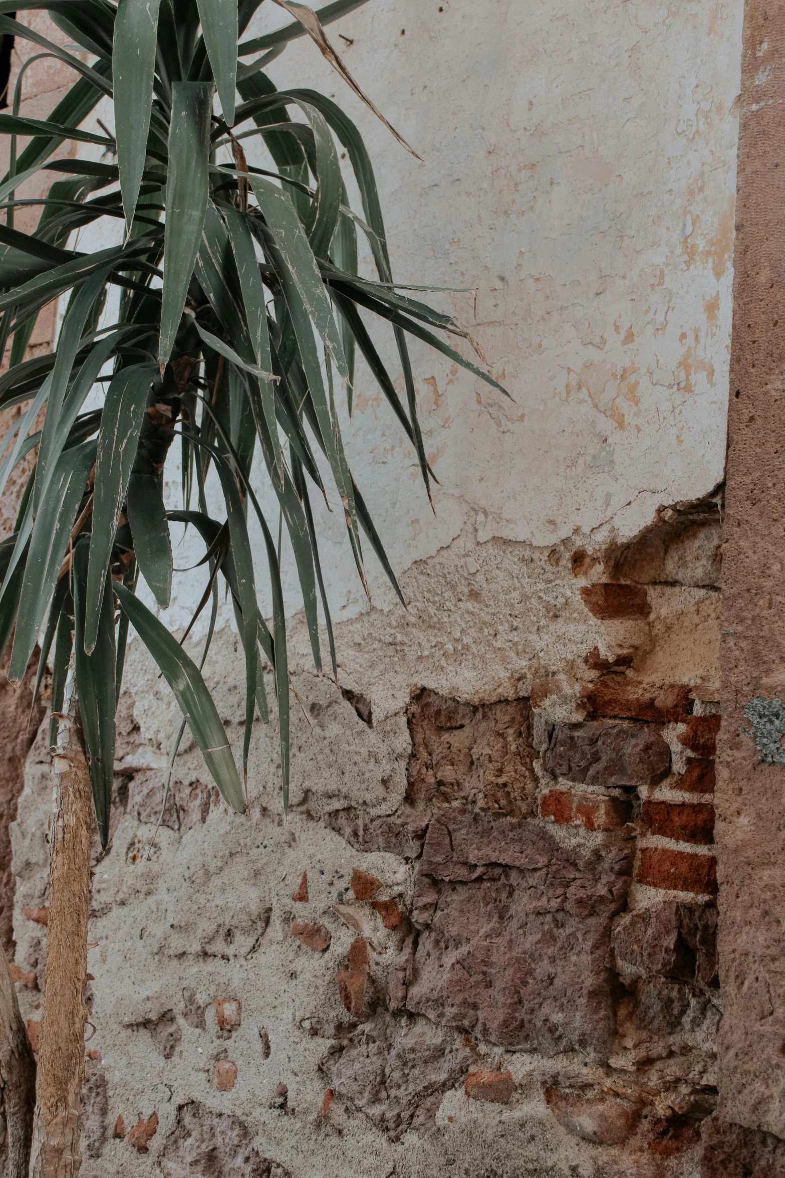 a plant that is growing out of an old brick wall