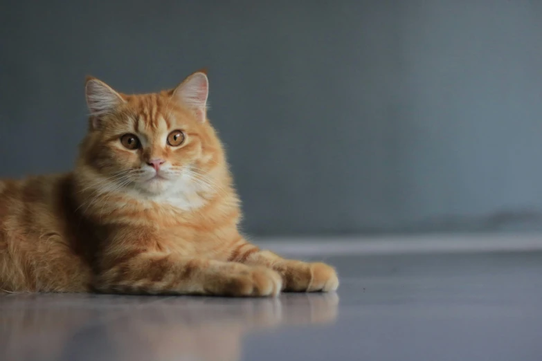 a very cute cat laying down on a floor