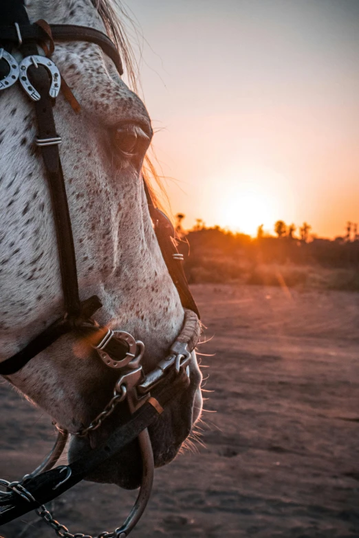 the horse is wearing his bridle at sunset