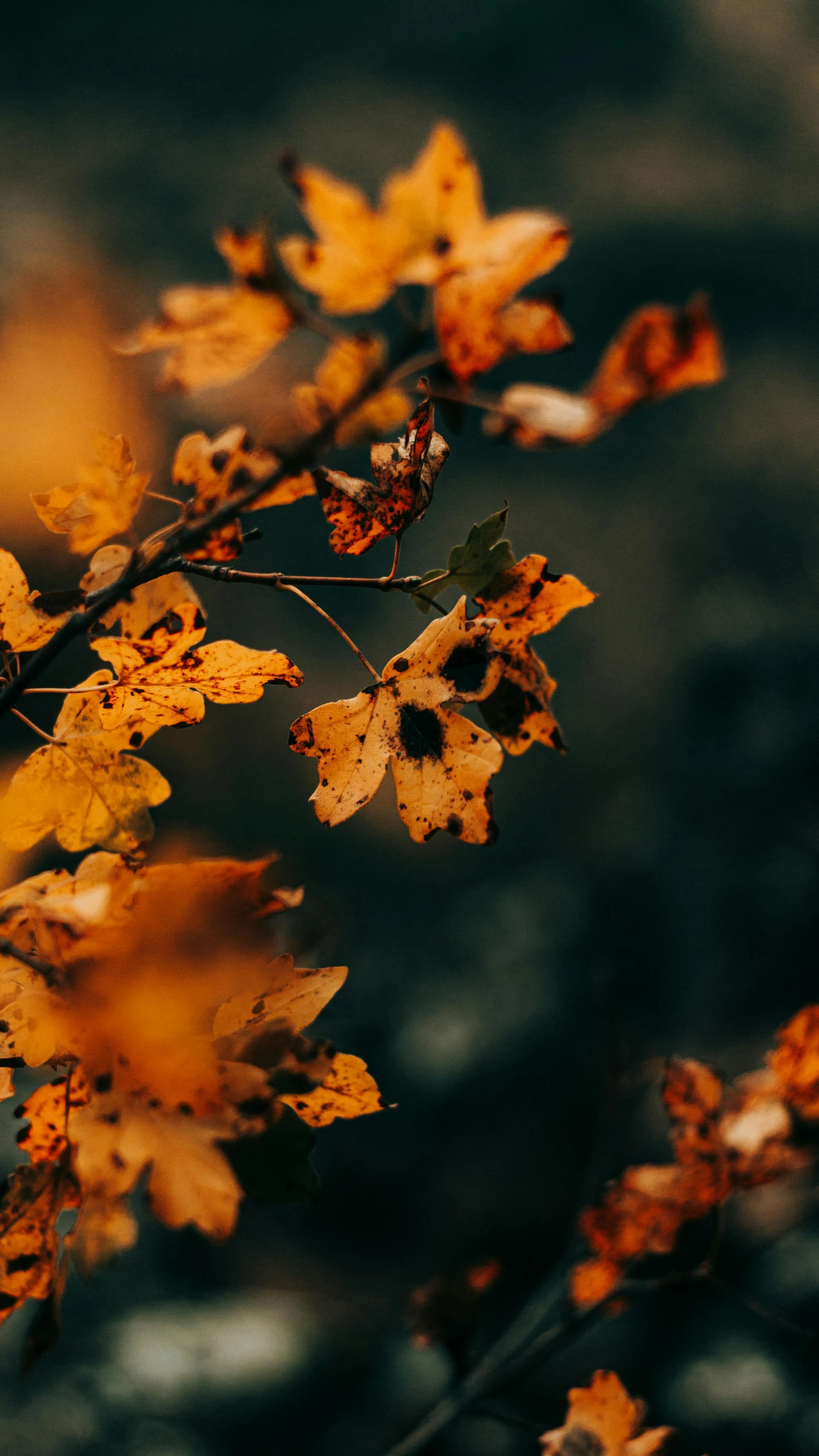 a nch of a tree with leaves in fall color