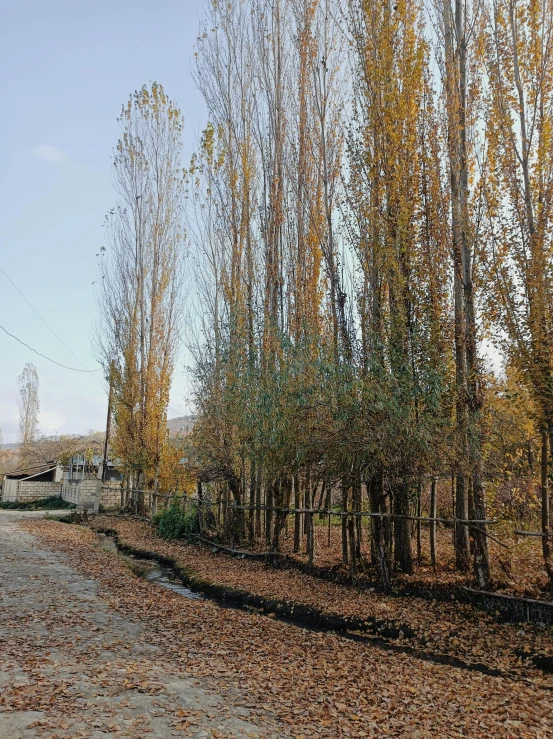 a dirt road surrounded by trees and lots of fall leaves