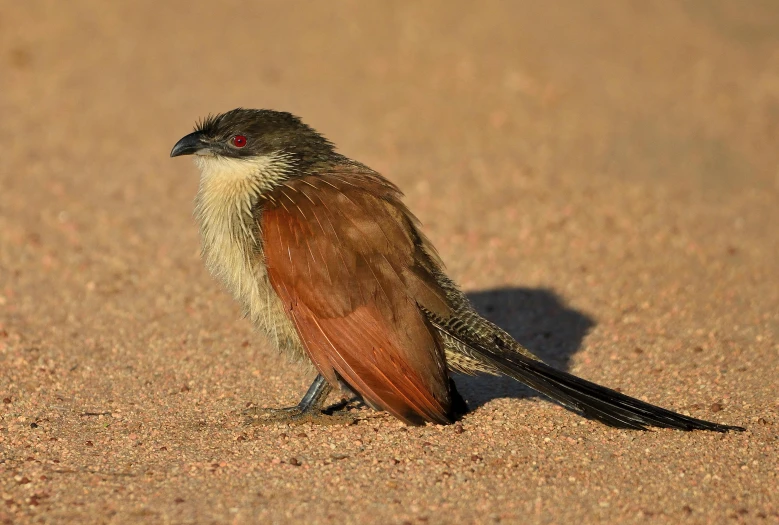 a small bird standing in the sand looking back