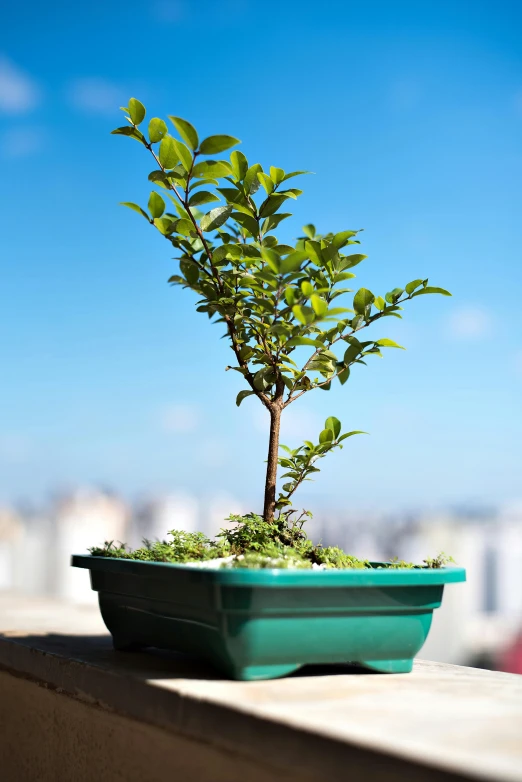 a bonsai tree growing in a plastic bowl