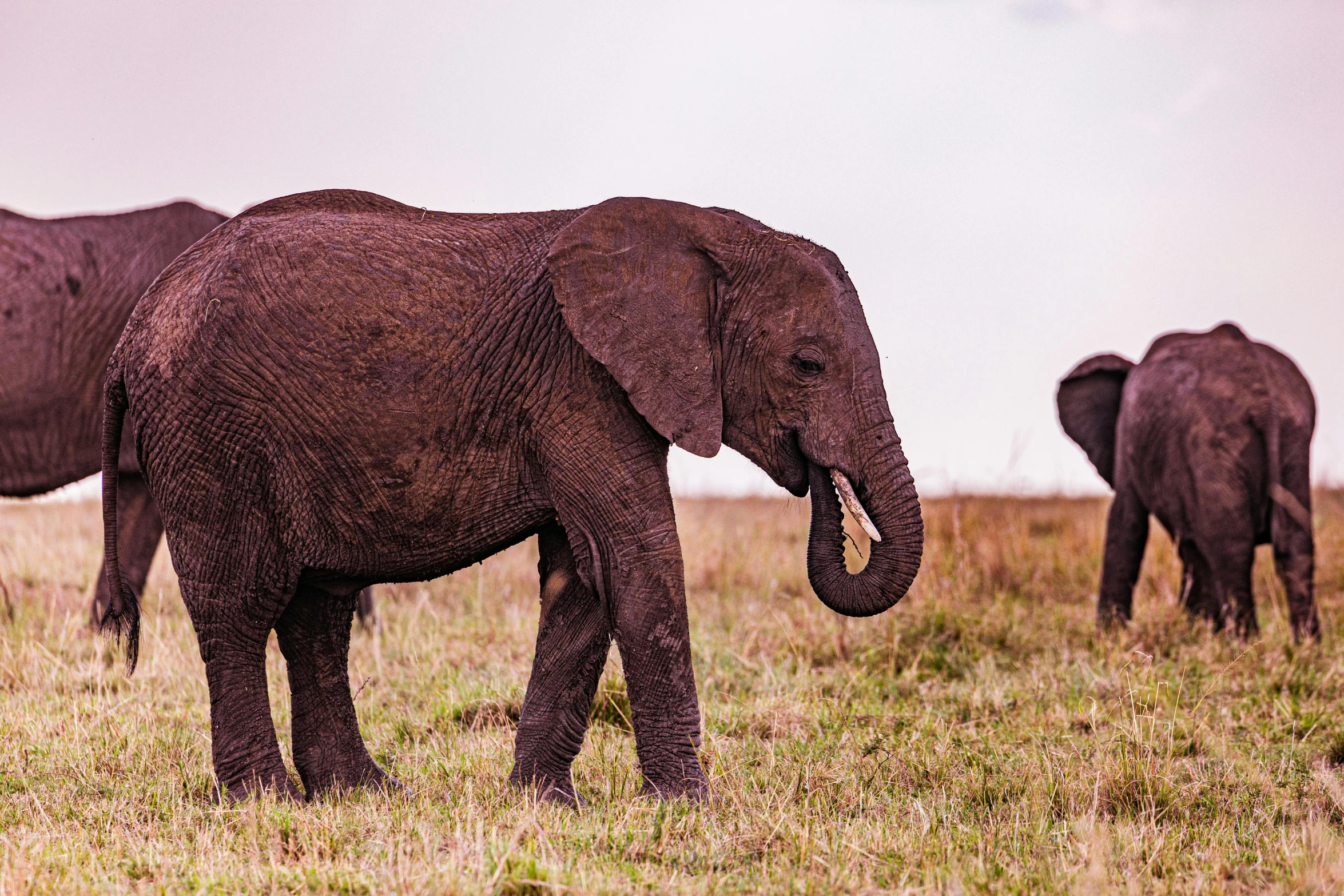 a herd of elephants are in a grassy field