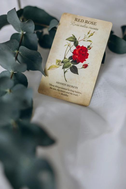 an old red rose seed packet lies on the surface with ivys