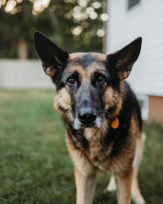 a dog is standing in the grass near a house