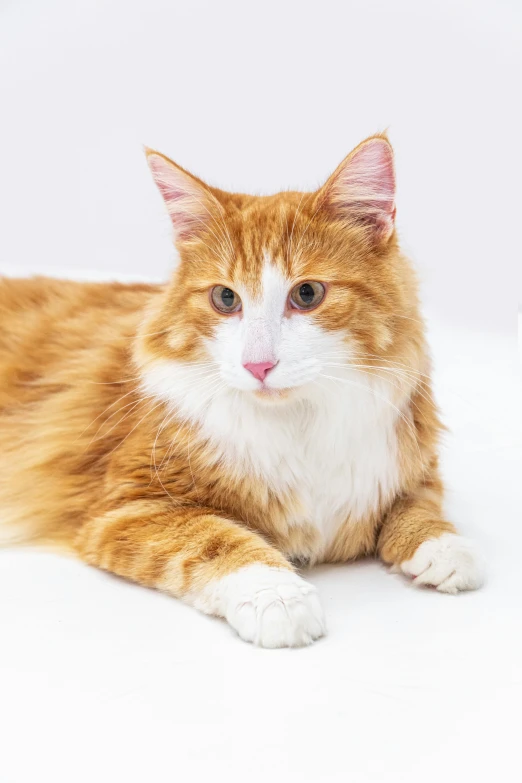 a large orange and white cat laying down