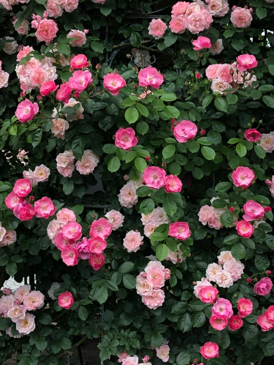 many roses bloom in different shades of pink