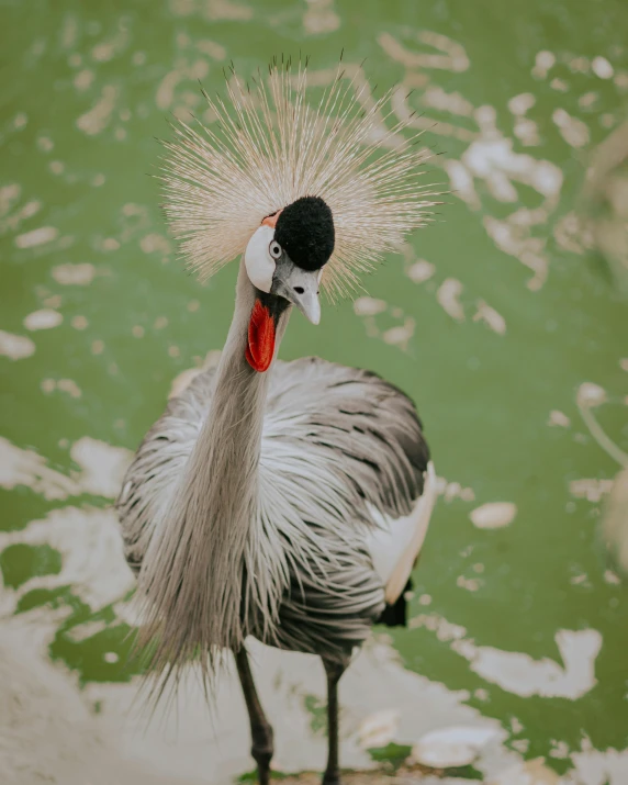 the bird has long feathers with a red patch on it's head