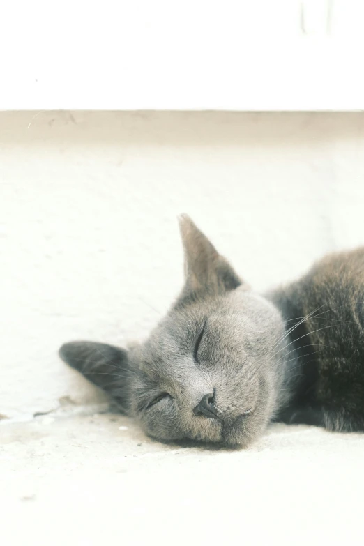 the gray cat is laying on its side with it's eyes closed