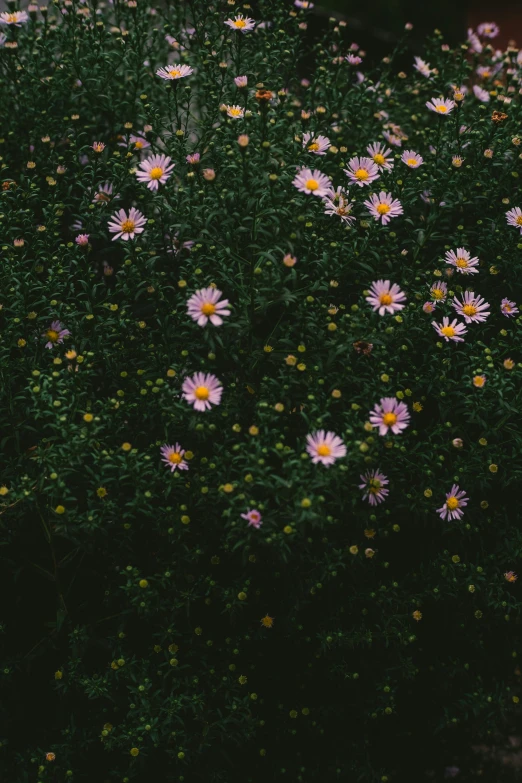 a large field filled with purple and yellow flowers