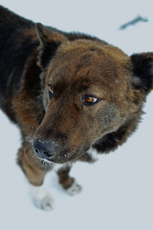 a black and brown dog standing in snow with a brown face