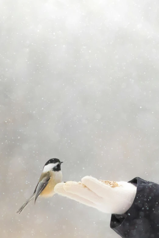 a bird with white feathers is eating some food