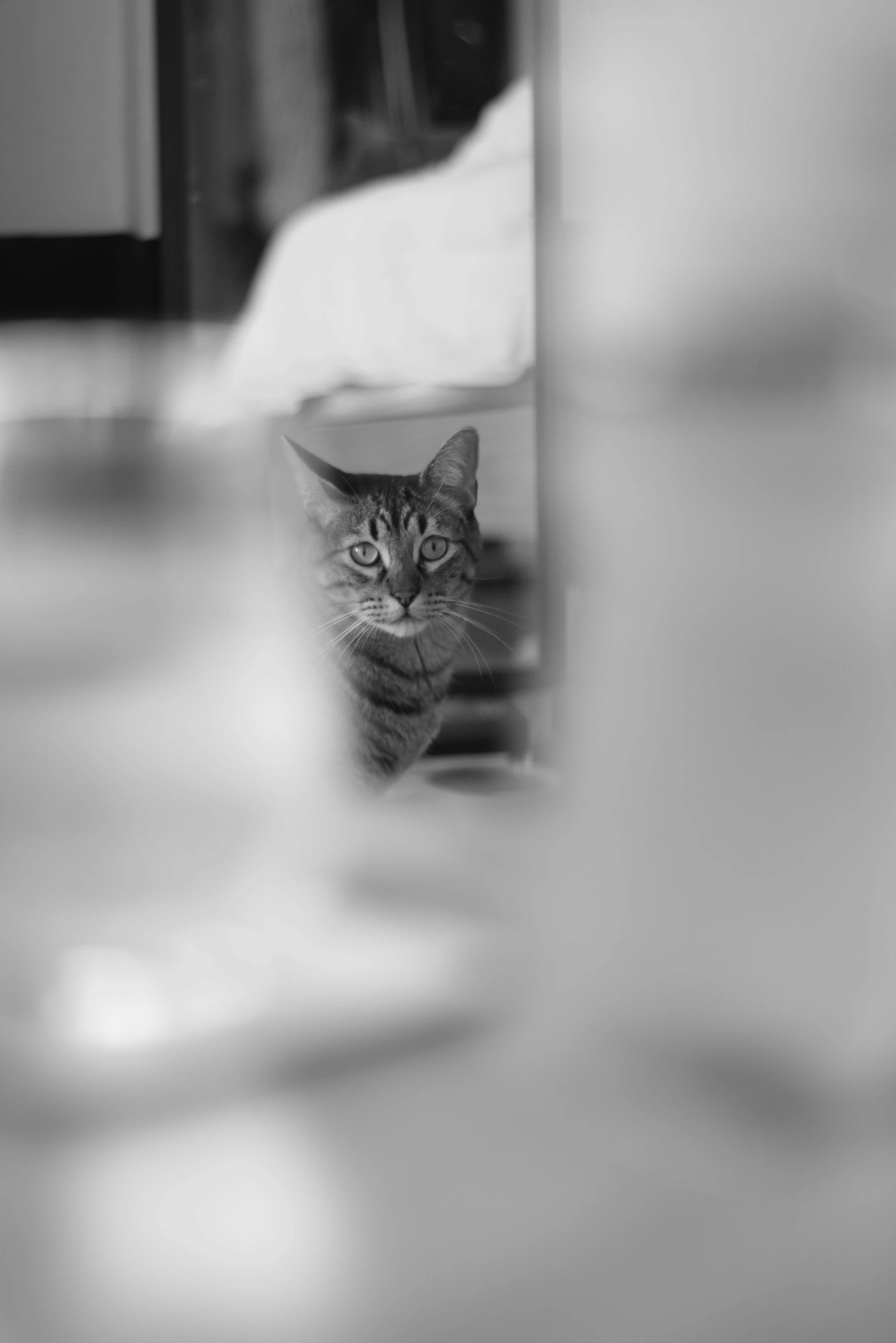 a black and white po of a cat peeking out from behind glass