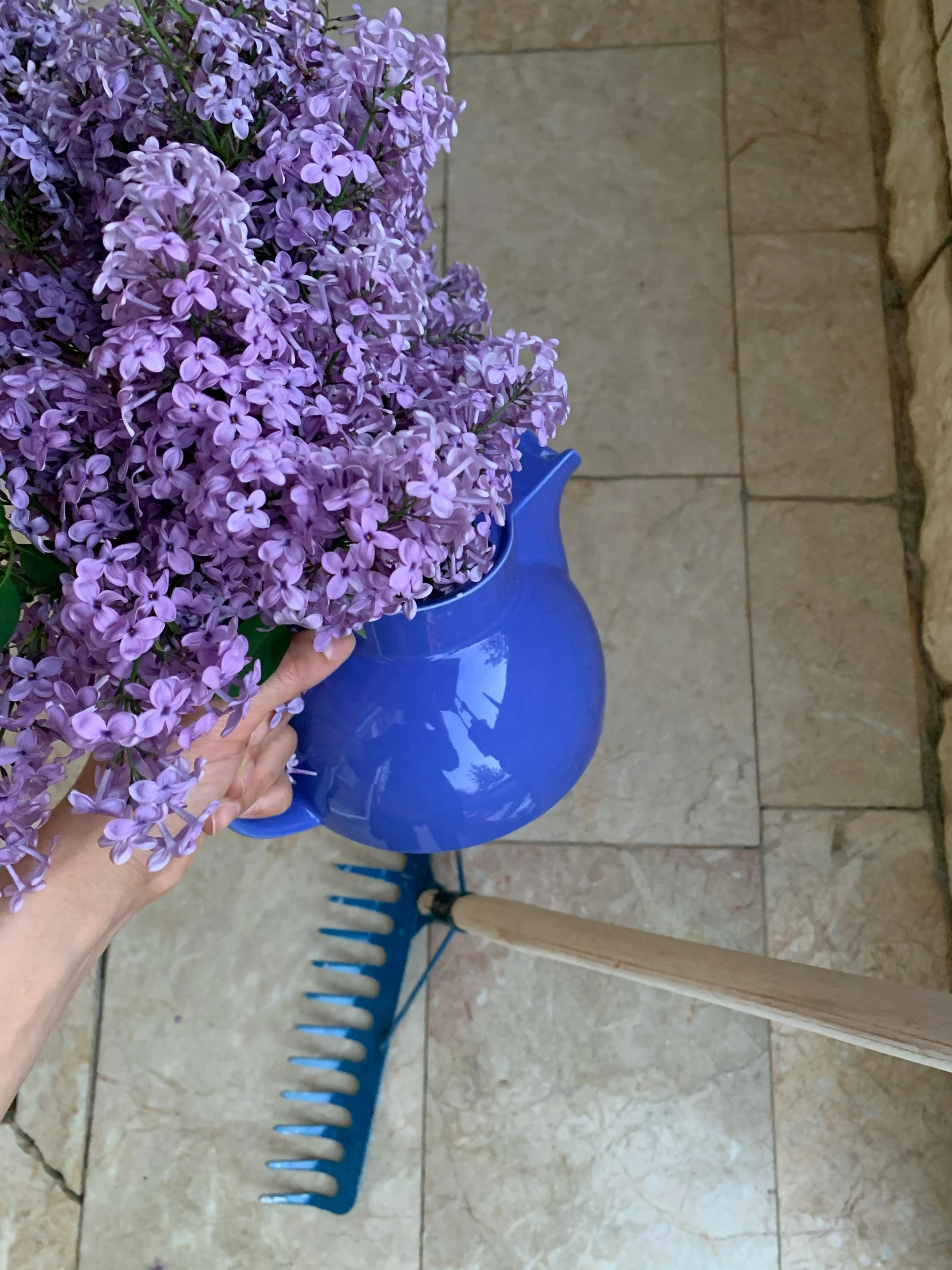 the purple flowers in the blue vase have long stems