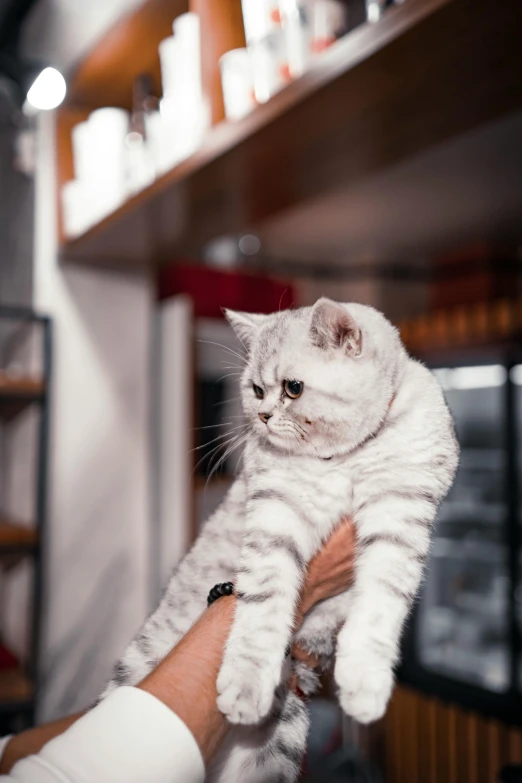 a cat is sitting on a mans arm