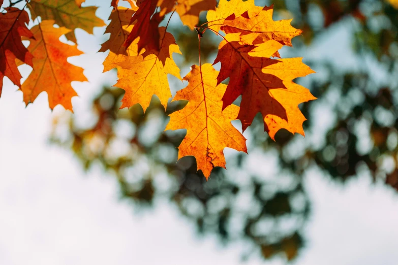 autumn leaves against the sky background