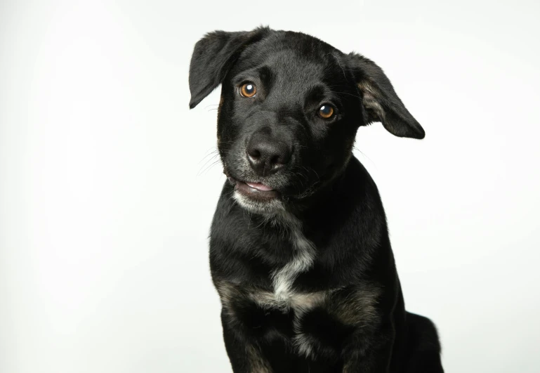 a black dog sits in a studio s