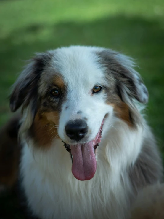 a dog with a panting face on grass