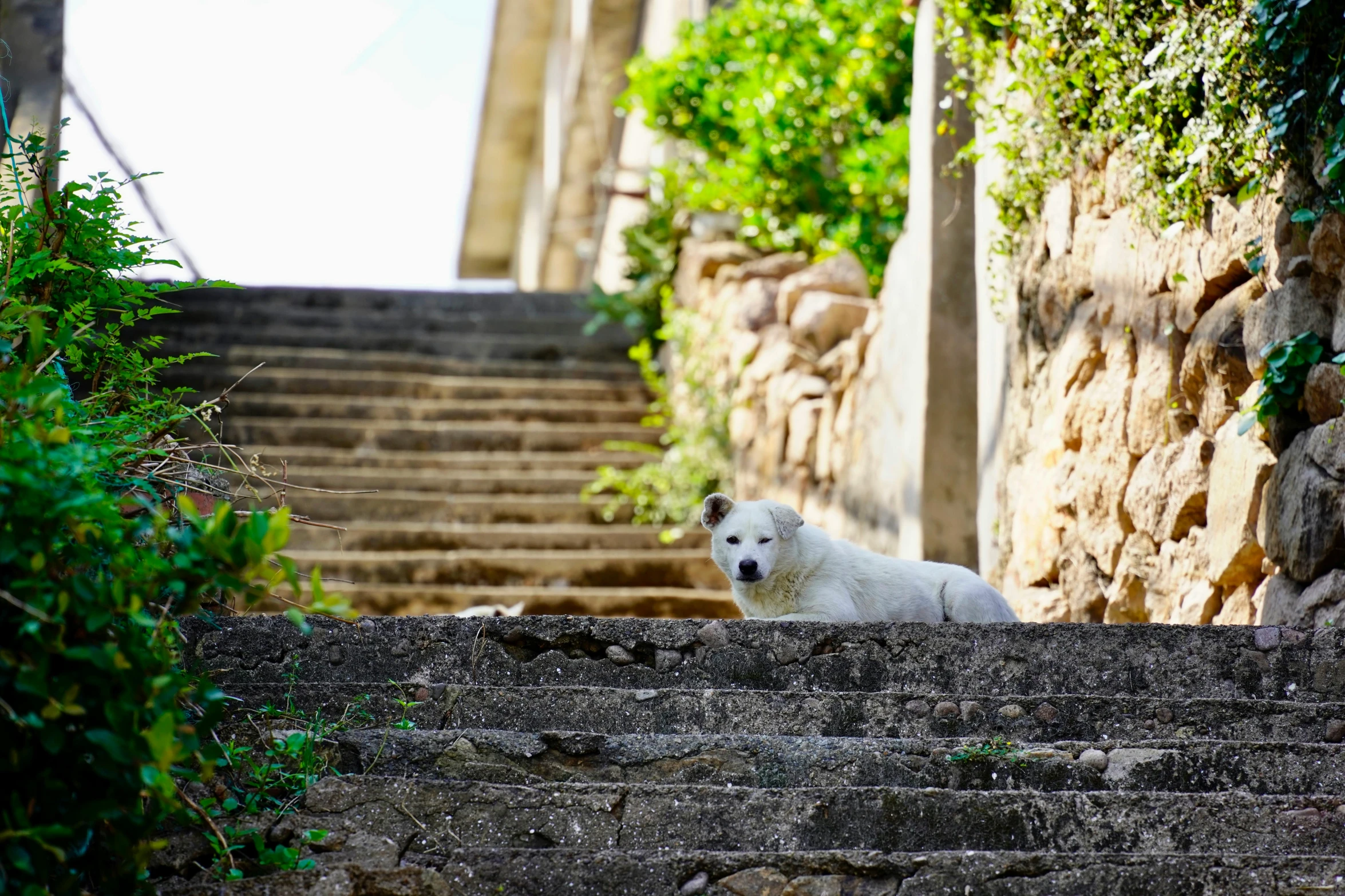 a white dog standing at the top of a flight of stairs