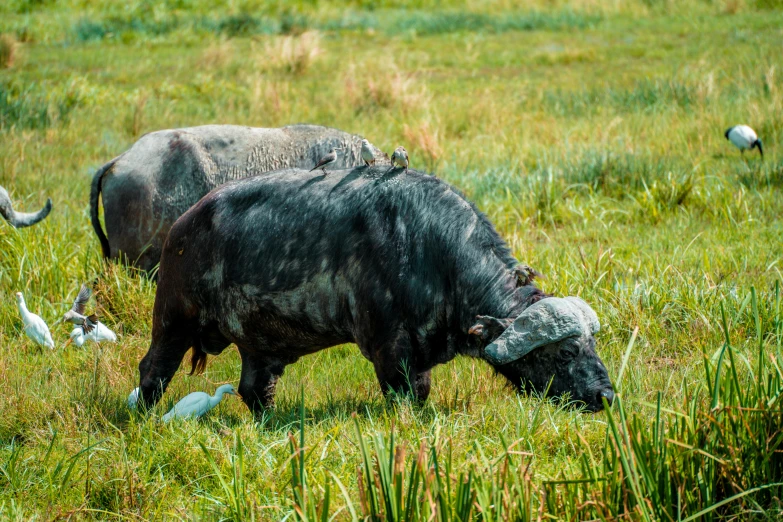 an adult buffalo grazing in grassy field with birds