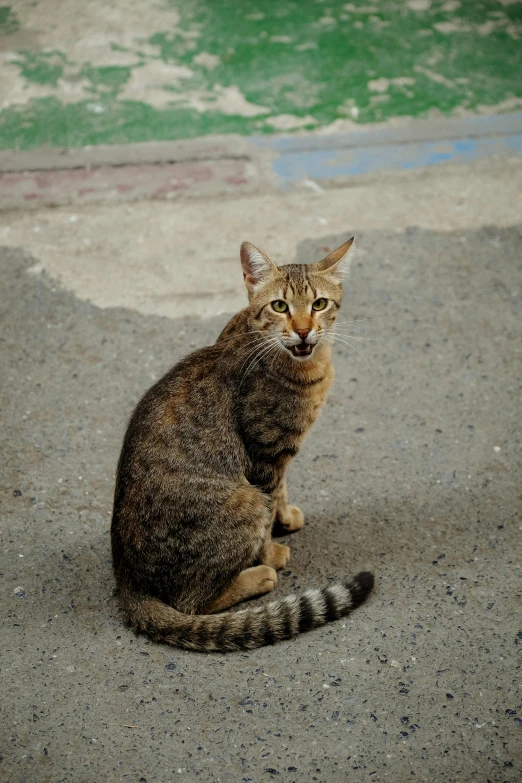 a cat is sitting on the ground by itself