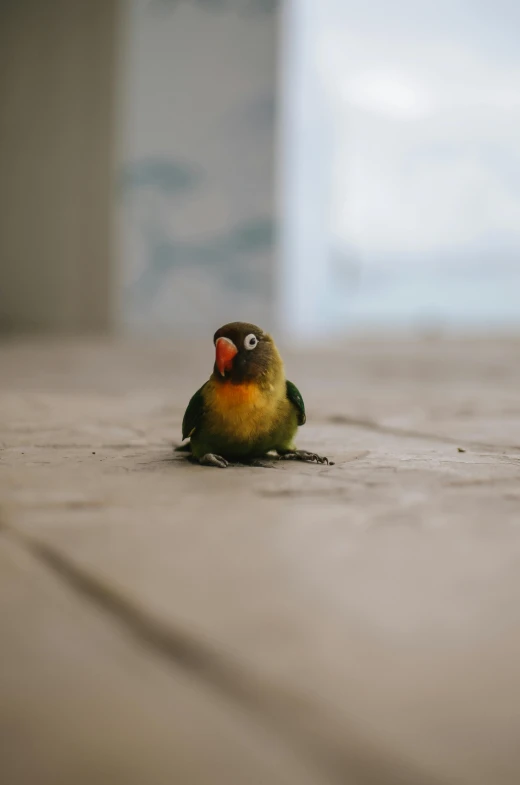 small yellow parrot with red eyes sitting on the floor