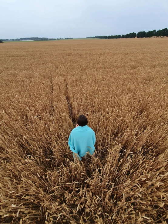 a person walking through a wheat field looking at a blue bird