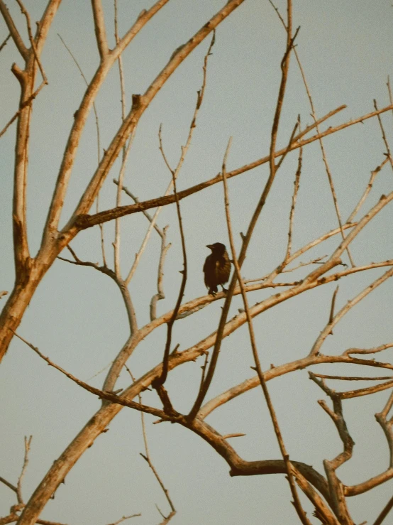 a small bird sitting on the top of a nch