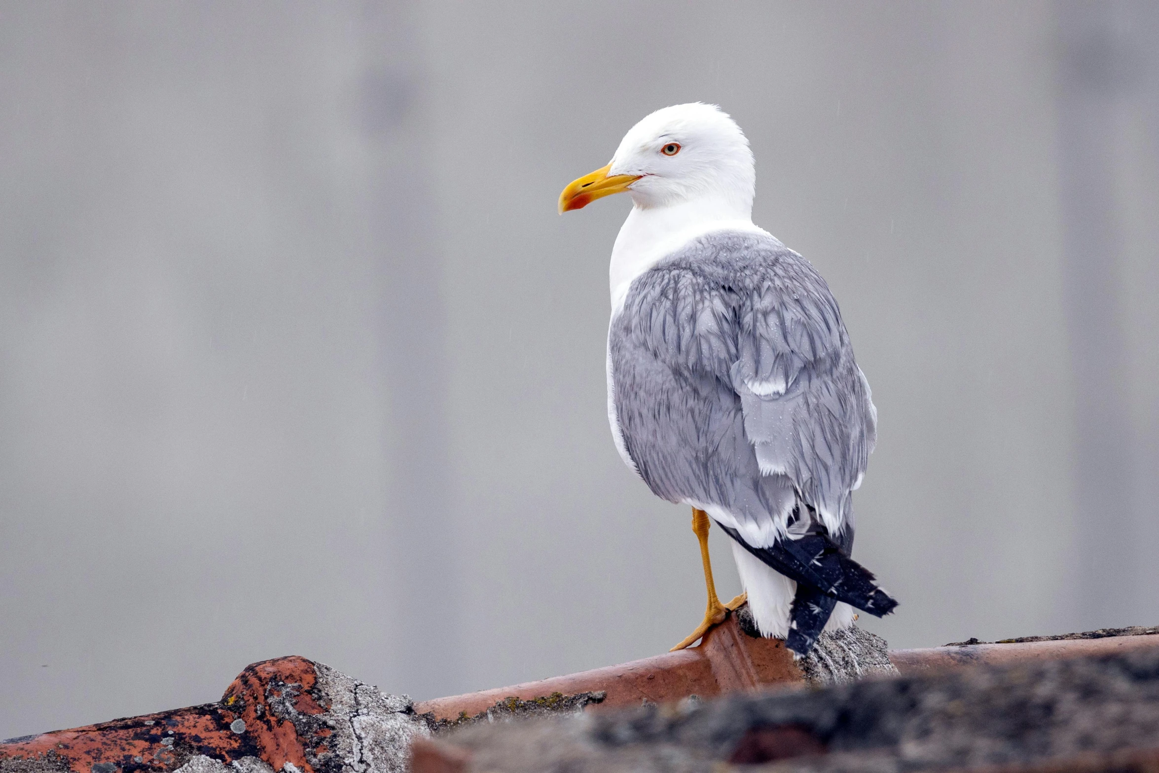 the bird has a black beak and grey wings