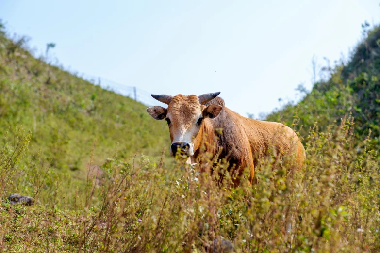 a cow with horns is in the grass