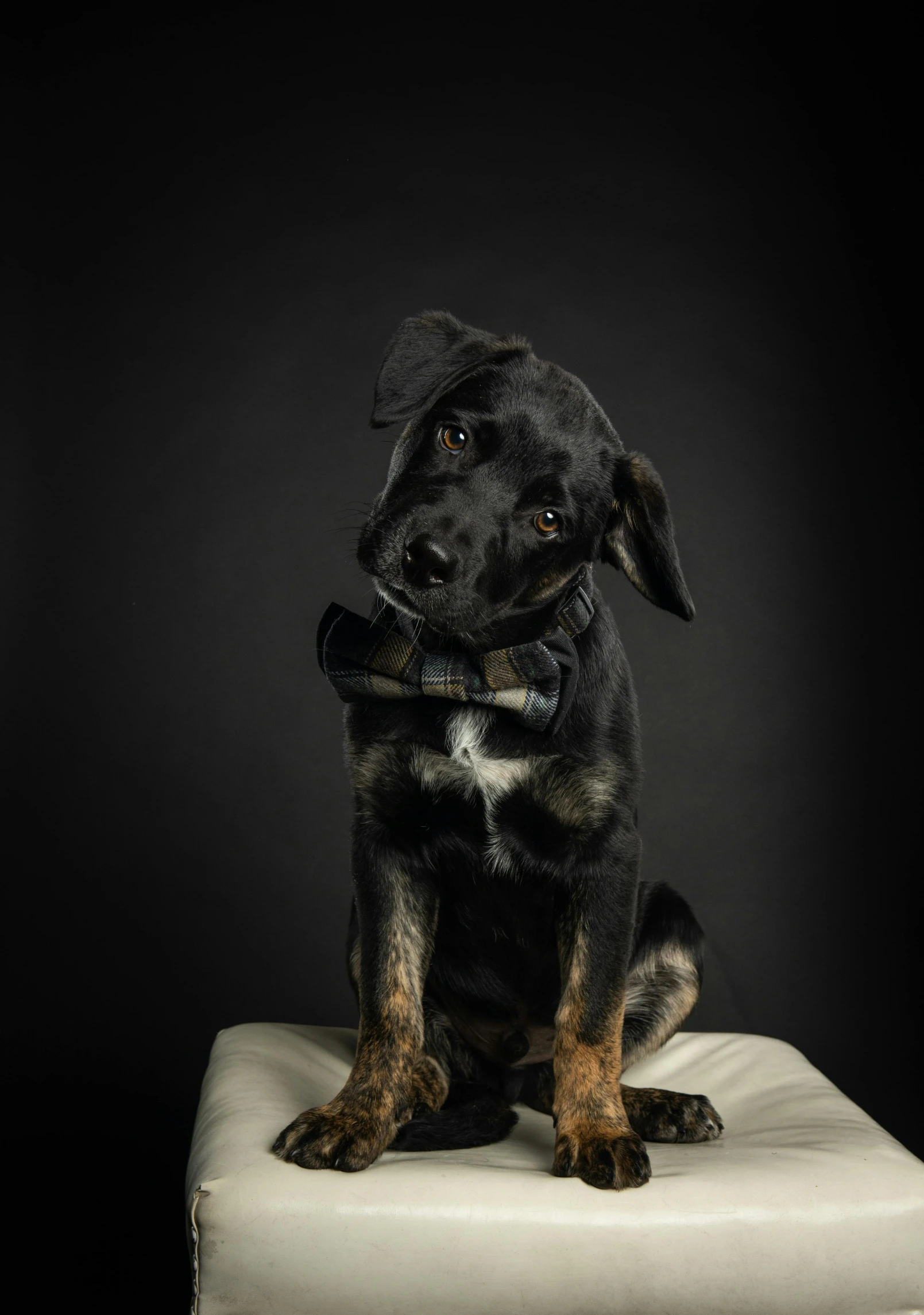 a black dog with brown eyes and a collar sitting on a white ottoman