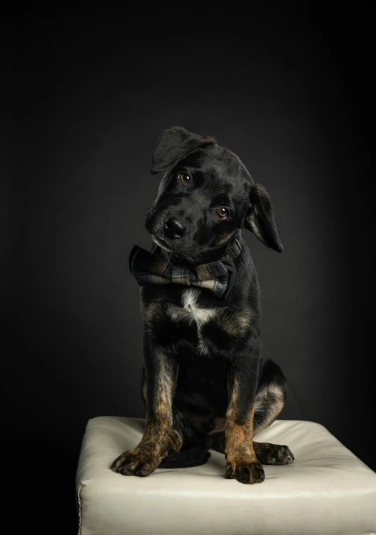 a black dog with brown eyes and a collar sitting on a white ottoman