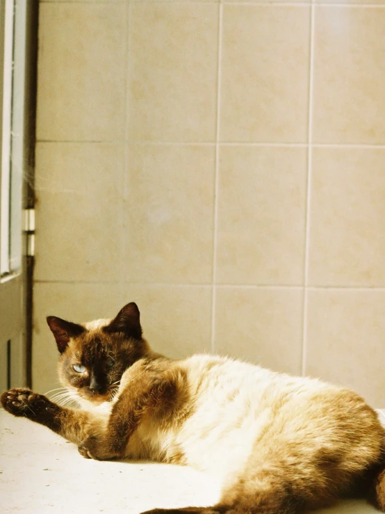 a brown cat is laying on the floor