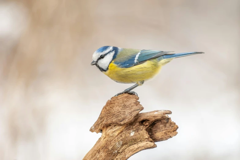 a small blue and yellow bird perched on a tree limb