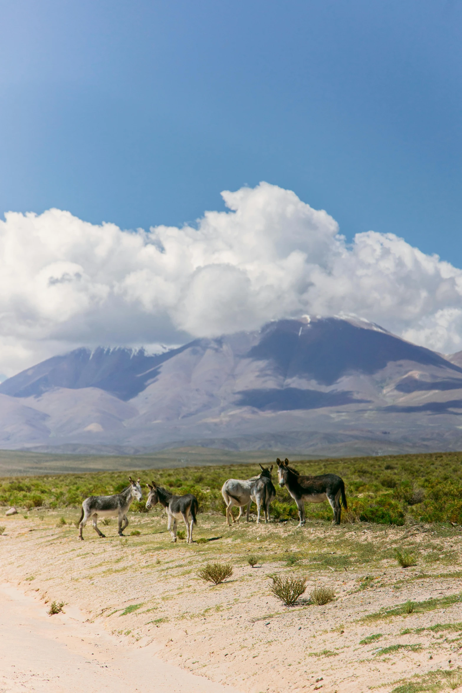 a group of zes are standing around on a plain