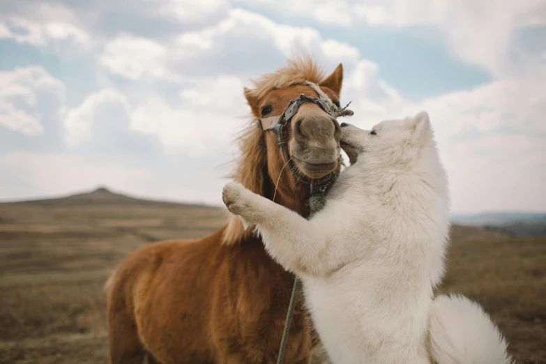 two horses in a field one with his head on the other