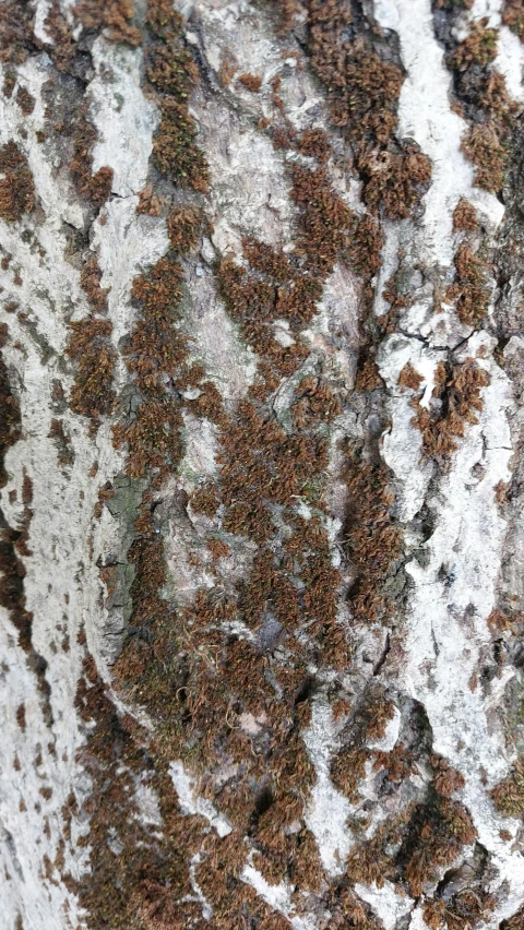 closeup of the bark of a tree covered with green moss
