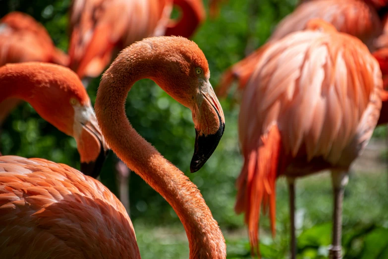 a bunch of flamingos are standing together near some leaves