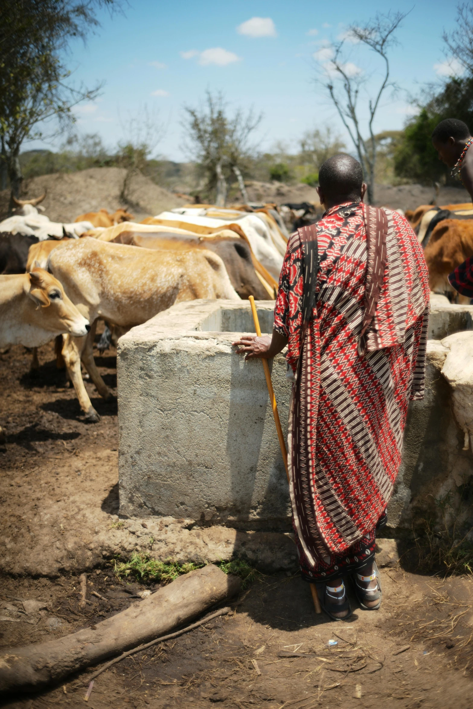 a man in a native dress next to some cows