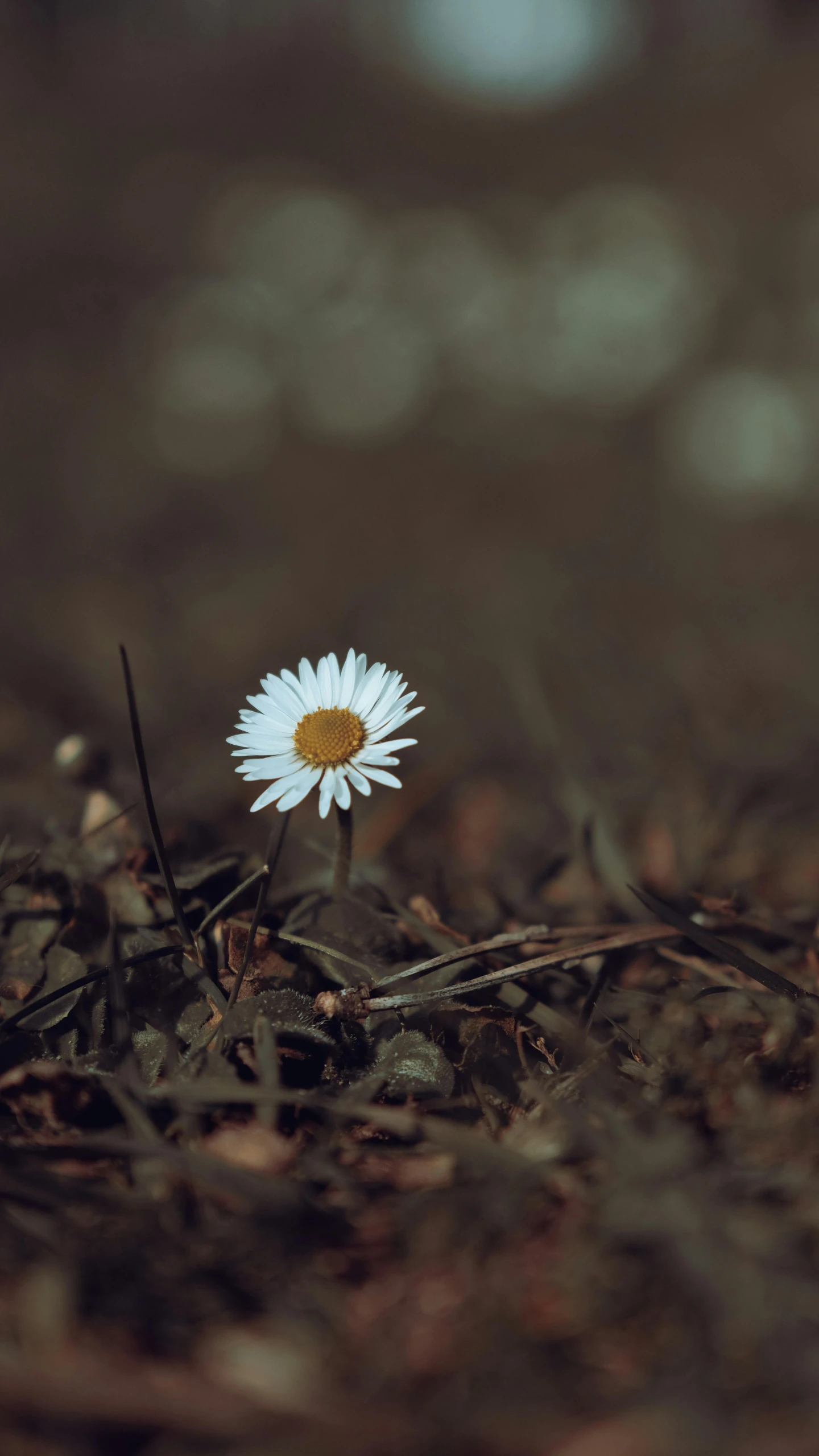 a single white flower is sitting on the ground